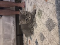Annesi scottish blue point babası britishshorthair kedilerim