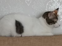 Kısır dişi kedimin tüm eşyaları verilecektir