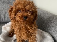 Toy poodle