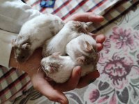 Suriye hamster