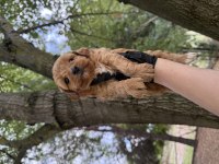 Maltipoo Dişi Erkek 