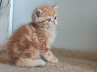 Şecereli british longhair golden yavrular