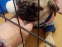 Pug köpeğimiz