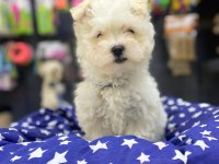 Maltipoo ve maltese yavrularımız mevcuttur