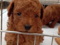 Erkek minyatür poodle
