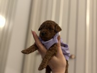 ORJİNAL RED BROWN POODLE YAVRULAR