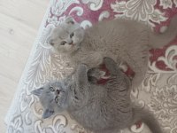 Yavru Scottish Fold