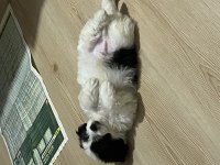 50 Günlük Morkie Oğlumuza Yuva