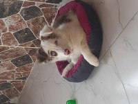 Border collie yavrumuza yuva arıyoruz