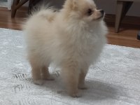 Pomeranian Yakışıklım