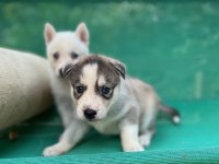 Sibirya kurdu (husky) yavrularımız