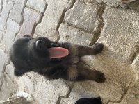 A Kalite ALMAN KURDU YAVRULARI