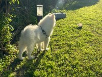 3 Aylık erkek yavru Saf Irk Samoyed