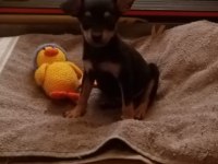 Minyatür pinscher köpeği 2 aylık