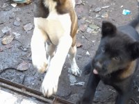 Akita 3 aylık yavru