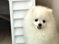 Pomeranian boo bebeğim