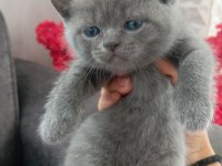 Scottish Fold British Shorthair yavrular