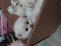 10 Mayıs doğumlu scottish fold bebekler ailelerini arıyor