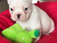 Sağlık ve Irk Garantili French Bulldog Yavrularımız