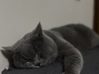 British Shorthair Çiftleştirme