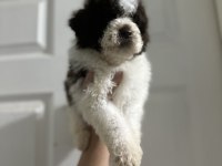 Lagotto Bebekler