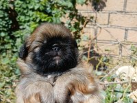 Yavru pekinez köpekler