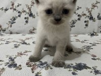 Mersin British Shorthair Yavrularımız