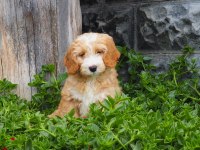 F1B GOLDENDOODLE YAVRULAR