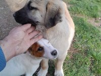 USTA ÇOBAN KÖPEKLER