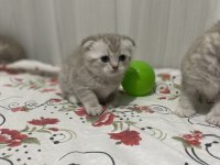 Scottish fold kediler yeni yuvalarını arıyorlar