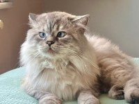 Erkek British Longhair Kedime Dişi Eş Arıyorum