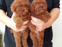 Ev ortamında büyüyen kore poodle erkek bebekler