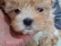 Maltipoo yavrumuz