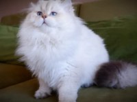 Full şecereli british longhair