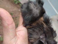 Guinea pig yavrularım