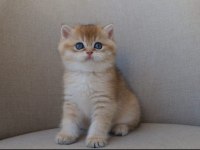 DİŞİ GOLDEN DİŞİ BRITISH SHORTHAIR