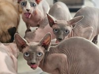 Safkan Sphynx Dişi ve erkek Efsane kediler son 5 adet