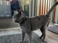 2.5 yaşında british shorthair