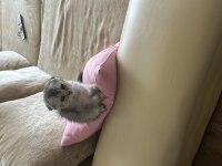 Scottish fold kedim çok oyuncu geceleri sakindir