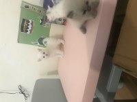 Altı adet yavru kedi bir adet anne kedimiz