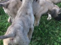 Anadolu çoban köpeği Buyuk ırk Kangalın iki katı