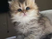British longhair yavrularımız yeni ailesini bekliyor