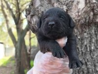 Siyah Labrador yavrular