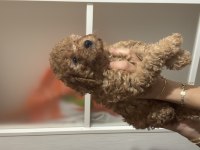 Evde büyüyen tuvalet eğitimli 2.5 kg olacak köpekler