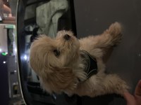 Beş aylık erkek maltipoo yeni yuvası olmak istermisiniz