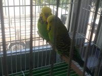 Takım show jumbo muhabbet kuşları