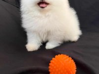 Gülen surat pomeranian