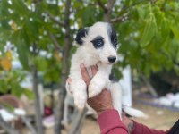 Yasal ruhsatlı çiftlikden border collie yavrular
