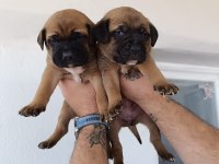 Muhteşem Cane Corso Bebekler