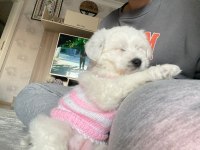 Terrier 2.5 aylık
